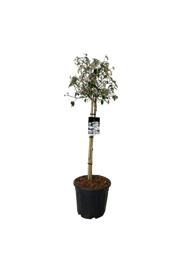 Kalina Viburnum Eskimo