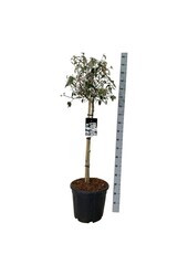 Kalina Viburnum Eskimo