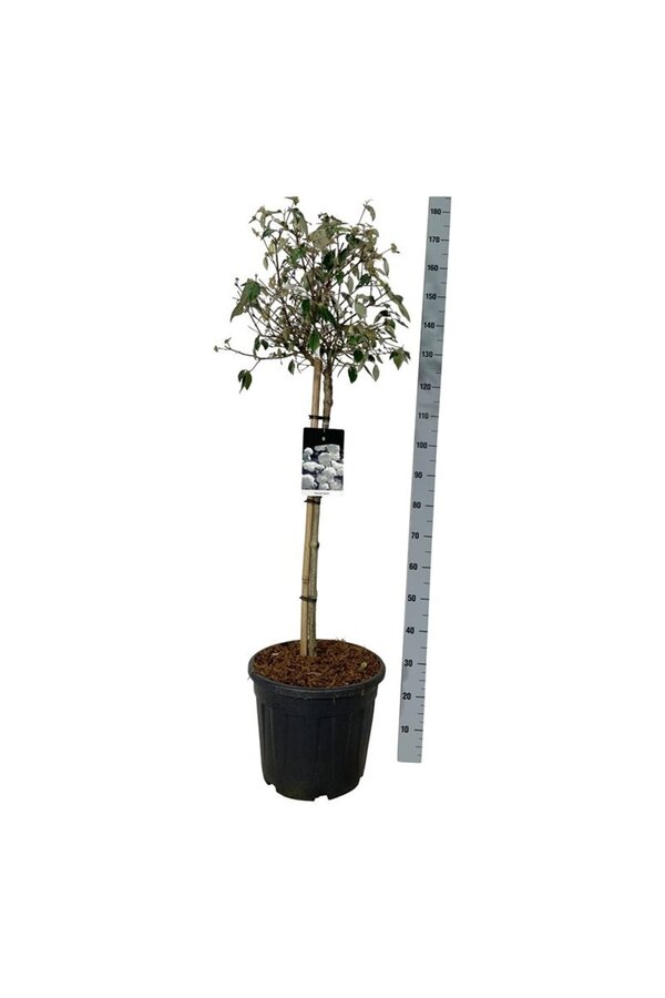 Kalina Viburnum Eskimo