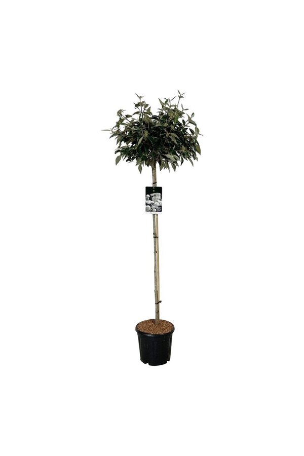 Kalina kulista Viburnum Eskimo