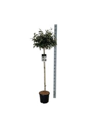 Kalina kulista Viburnum Eskimo