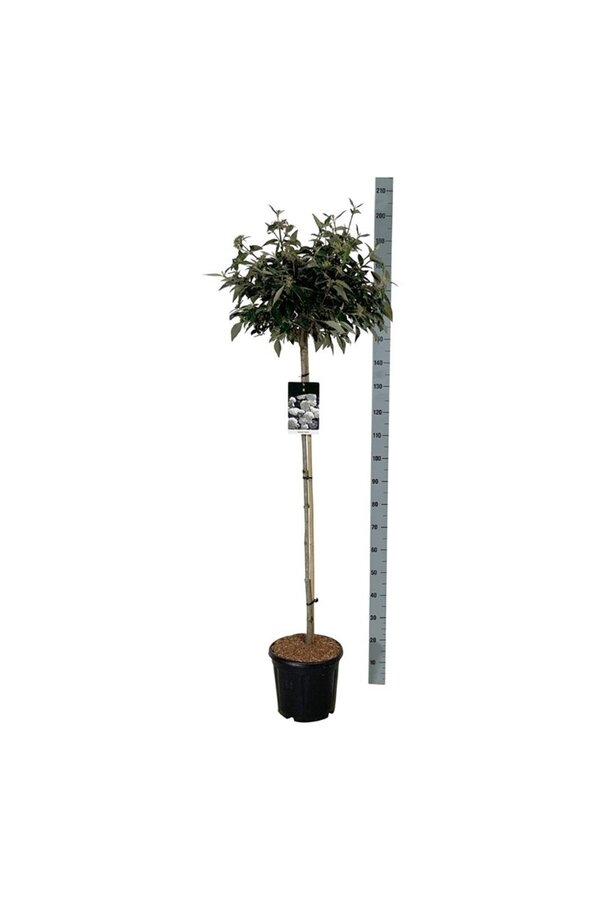 Kalina kulista Viburnum Eskimo