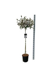 Kalina kulista Viburnum Eskimo