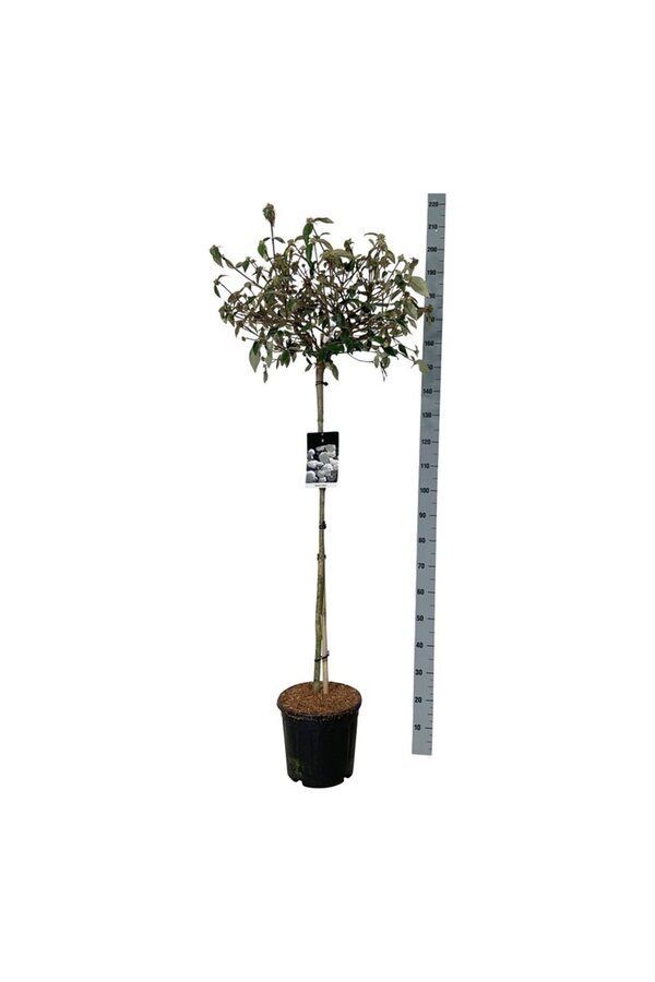 Kalina kulista Viburnum Eskimo