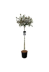 Kalina kulista Viburnum Eskimo