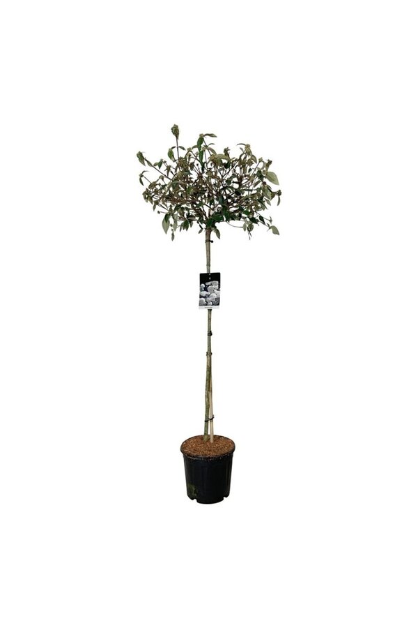 Kalina kulista Viburnum Eskimo