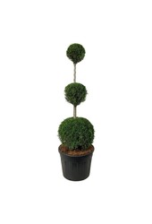 Iglak Thuja Szmaragd