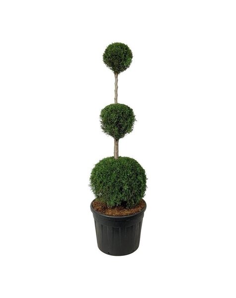 Thuja