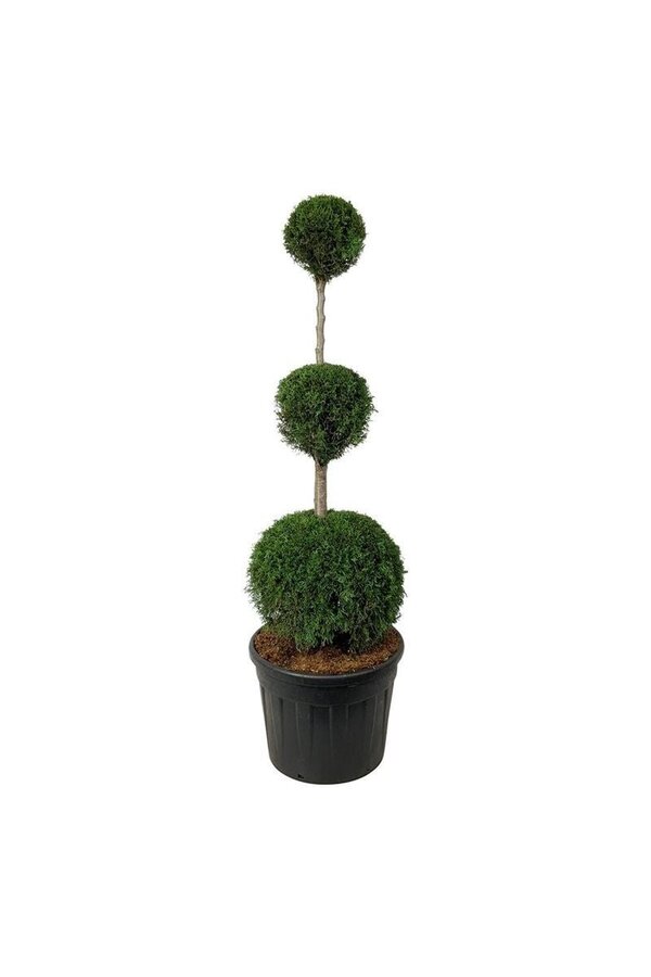 Iglak Thuja Szmaragd