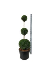 Iglak Thuja Szmaragd