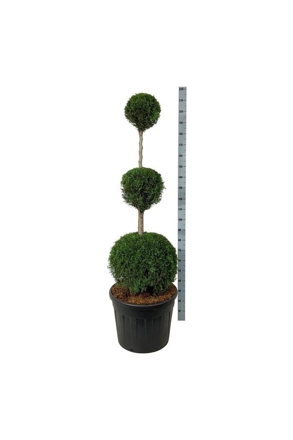 Iglak Thuja Szmaragd