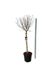 Bez Syringa Sensation