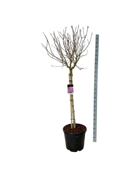 Syringa