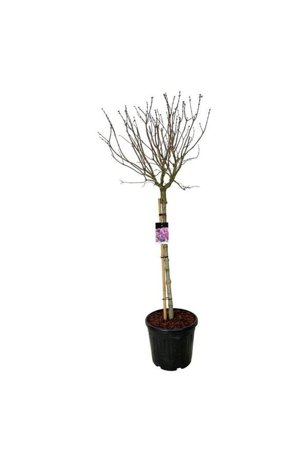 Bez Syringa Sensation