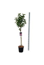 Lilak Syringa Michel Buchner