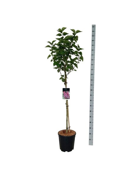 Syringa