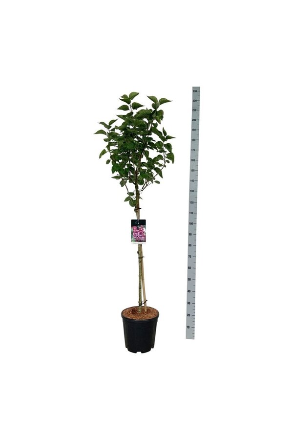 Lilak Syringa Michel Buchner