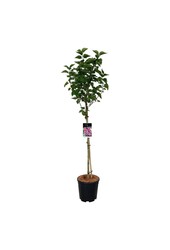 Lilak Syringa Michel Buchner