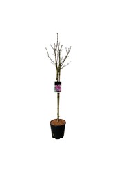 Lilak Syringa Michel Buchner
