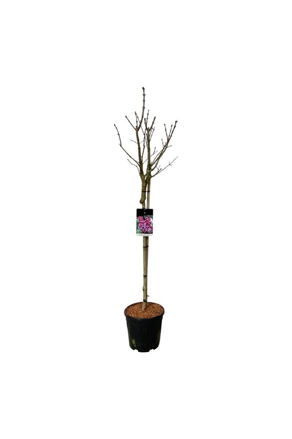 Lilak Syringa Michel Buchner