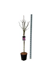 Lilak Syringa Michel Buchner