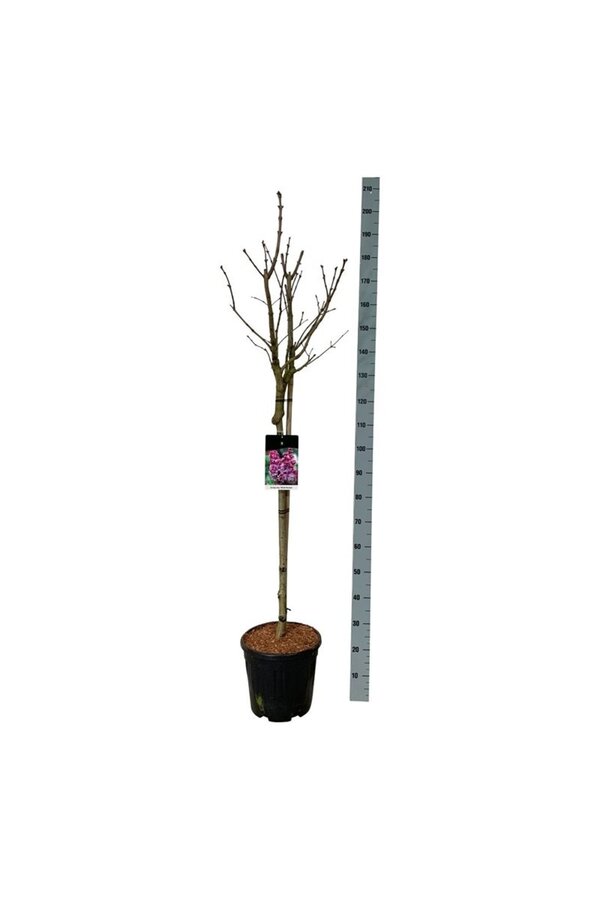 Lilak Syringa Michel Buchner
