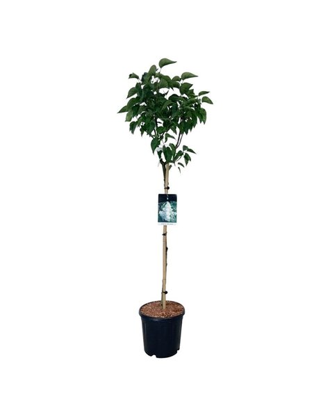 Syringa