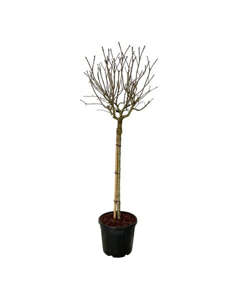 Syringa