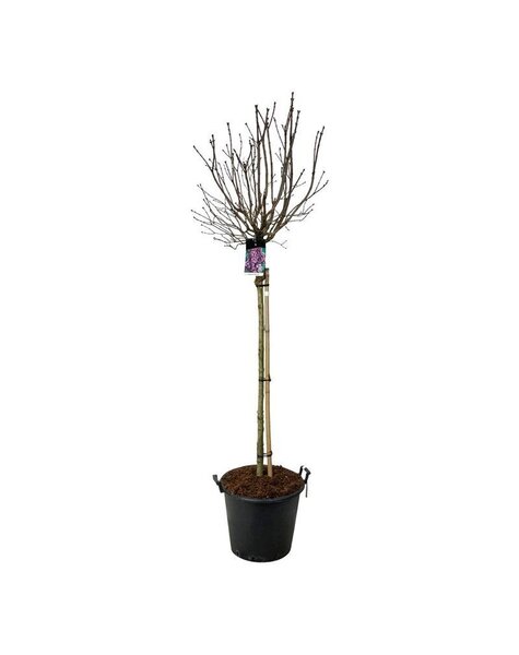 Syringa
