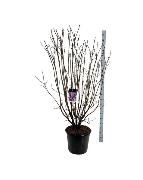 Syringa