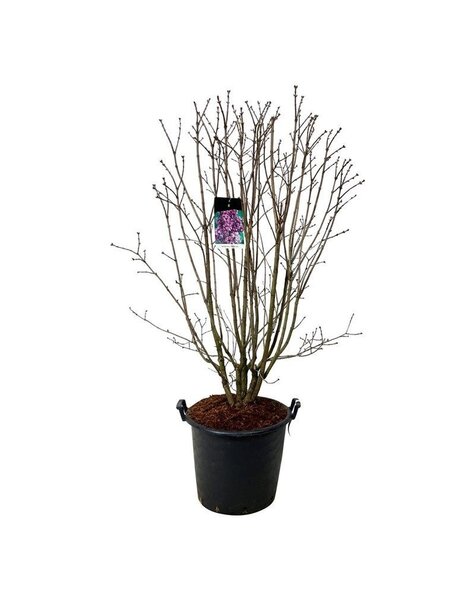Syringa