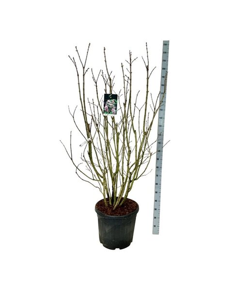 Syringa