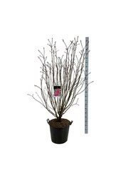 Bez Syringa And. an Ludwig Späth