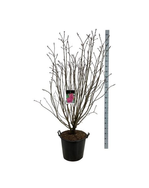 Syringa