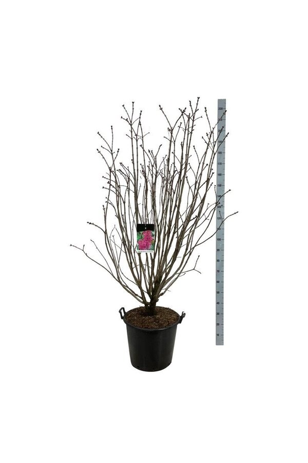 Bez Syringa And. an Ludwig Späth