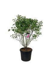 Bez Syringa And. an Ludwig Späth