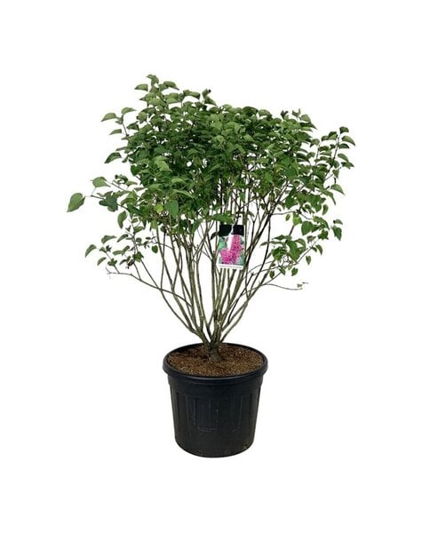 Syringa