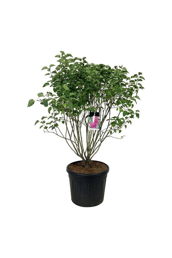 Bez Syringa And. an Ludwig Späth