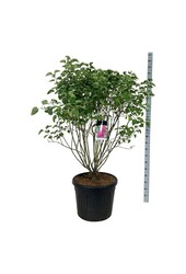 Bez Syringa And. an Ludwig Späth