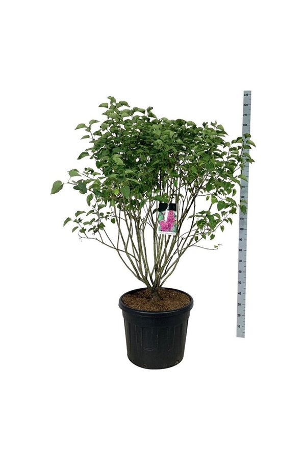 Bez Syringa And. an Ludwig Späth