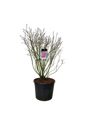 Bez Syringa And. an Ludwig Späth