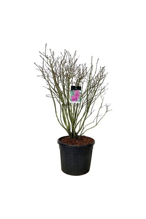 Bez Syringa And. an Ludwig Späth