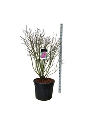 Bez Syringa And. an Ludwig Späth