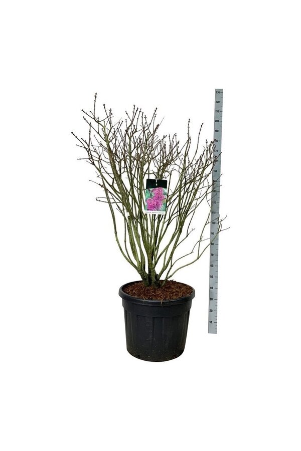 Bez Syringa And. an Ludwig Späth