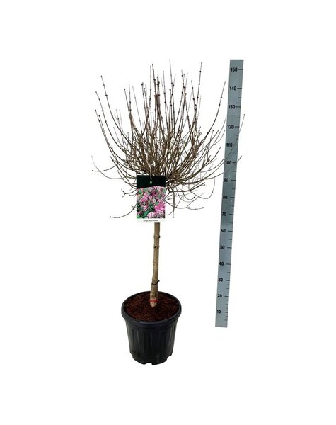 Syringa
