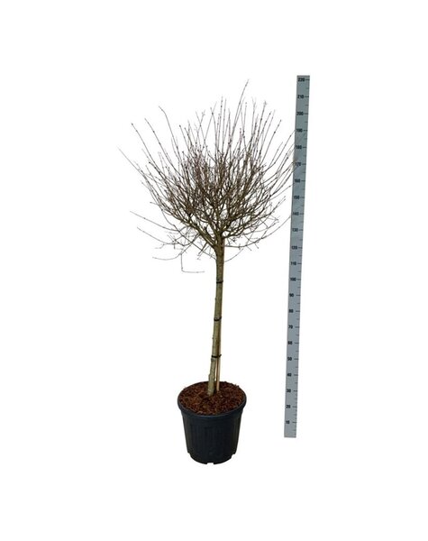 Syringa