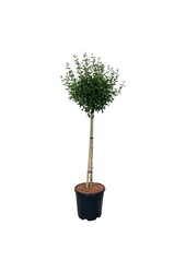 Bez Syringa BLOOMERANG® Pink Perfume