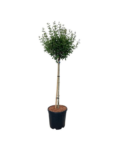 Syringa