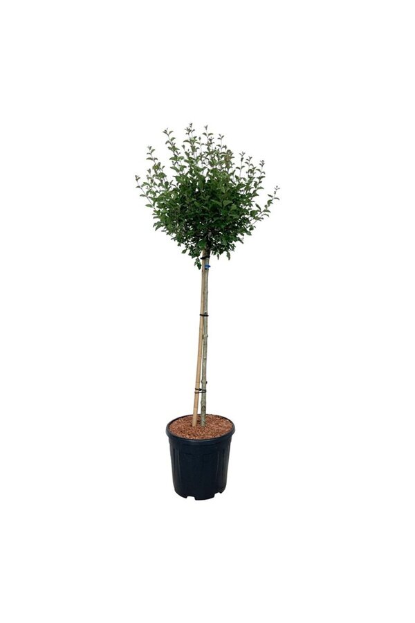 Bez Syringa BLOOMERANG® Pink Perfume