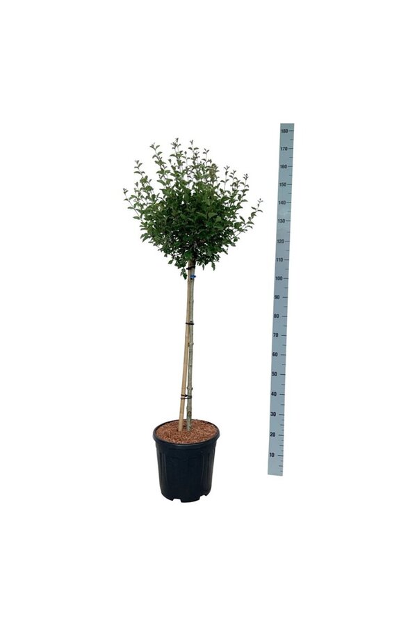 Bez Syringa BLOOMERANG® Pink Perfume